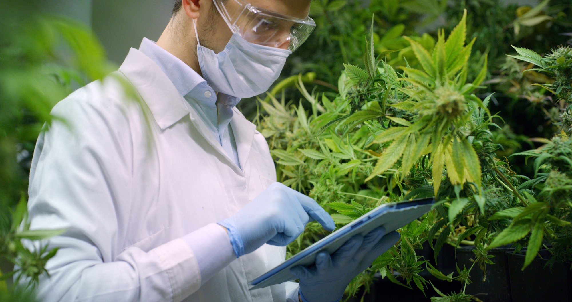 Portrait of scientist with mask and glasses checking and analizing hemp plants